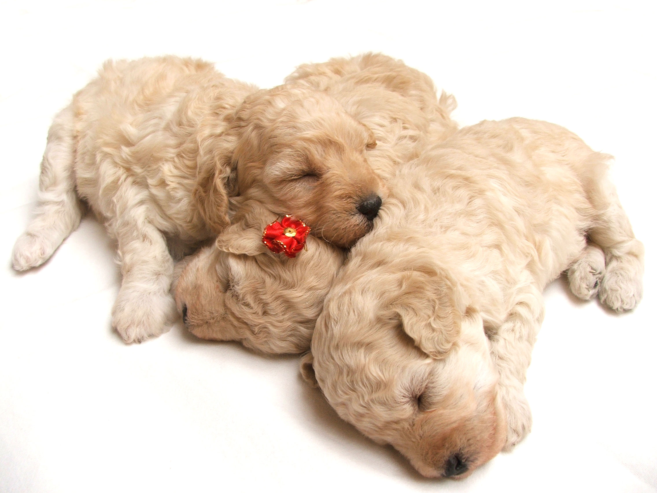 little-puppies-1552529 – Which Pet Name? 